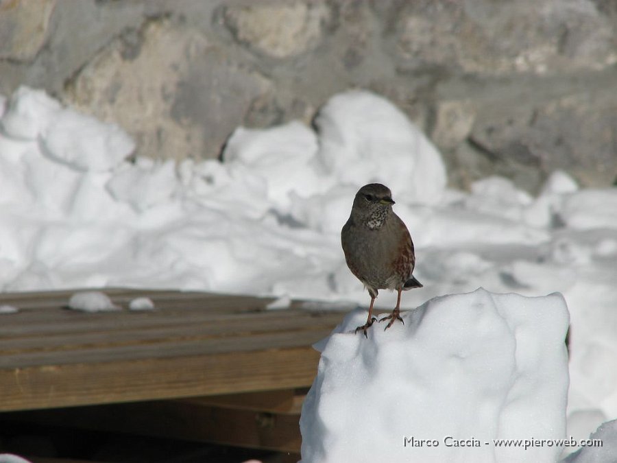 09_Compagnia al rifugio.JPG